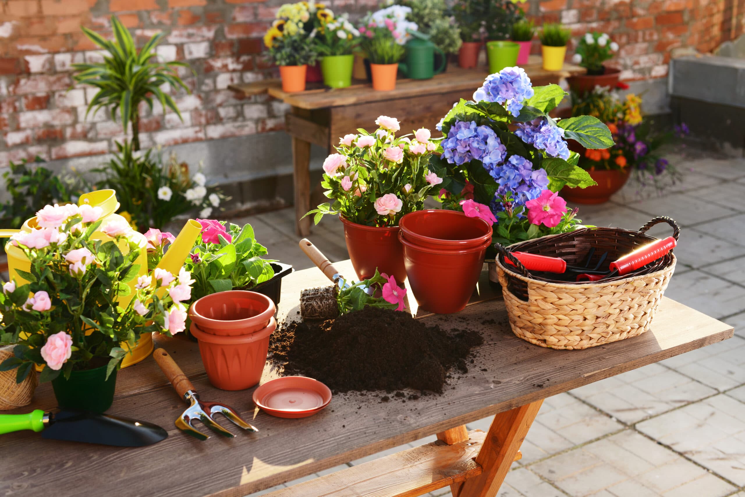 Bilden visar en trädgårdsarbetsplats utomhus med en samling av trädgårdsredskap och bivänliga blommor som kan ha besprutats med bekämpningsmedel. På ett träbord finns det flera krukor med blommande växter i olika färger, bland annat rosa och blå. Det finns också tomma terrakottakrukor, en hög med jord, en spade, en sekatör och en flätad korg som innehåller trädgårdsredskap. I bakgrunden syns en tegelvägg och ytterligare blomkrukor placerade på en hylla och på marken. Det ser ut som en solig dag, perfekt för trädgårdsarbete.