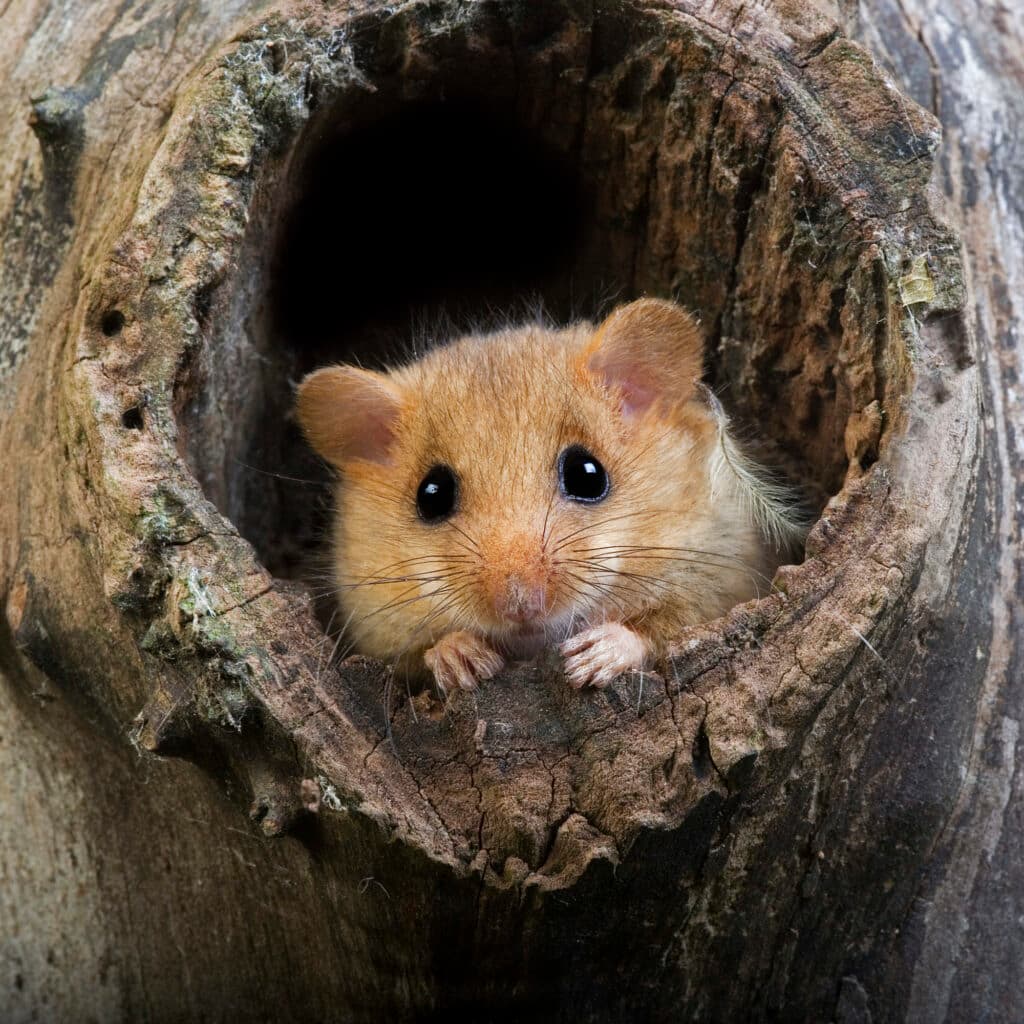 Hasselmus tittar fram ur ett hål i en trädstam.