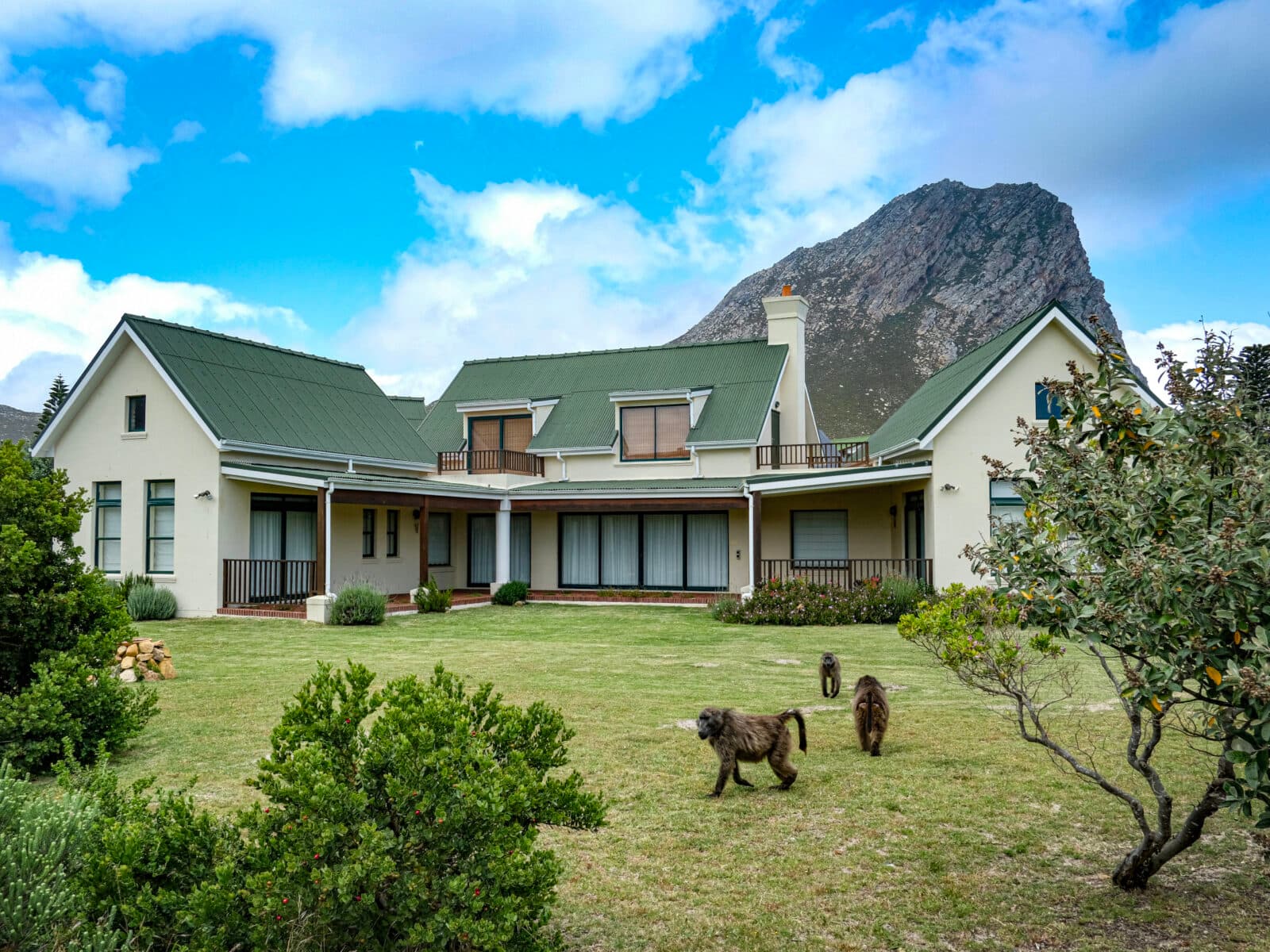 Baboons are playing in the garden.