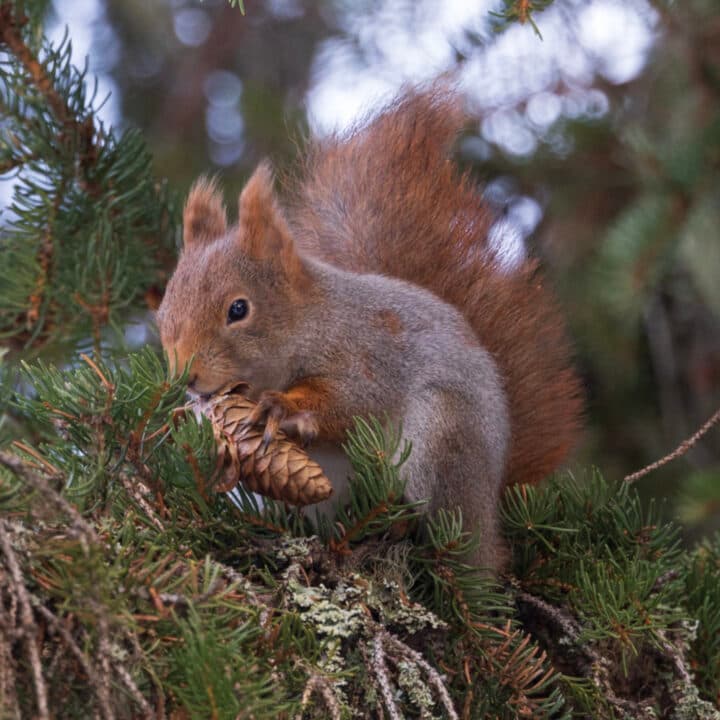 Ekorre som sitter på en gren och äter på en grankotte.