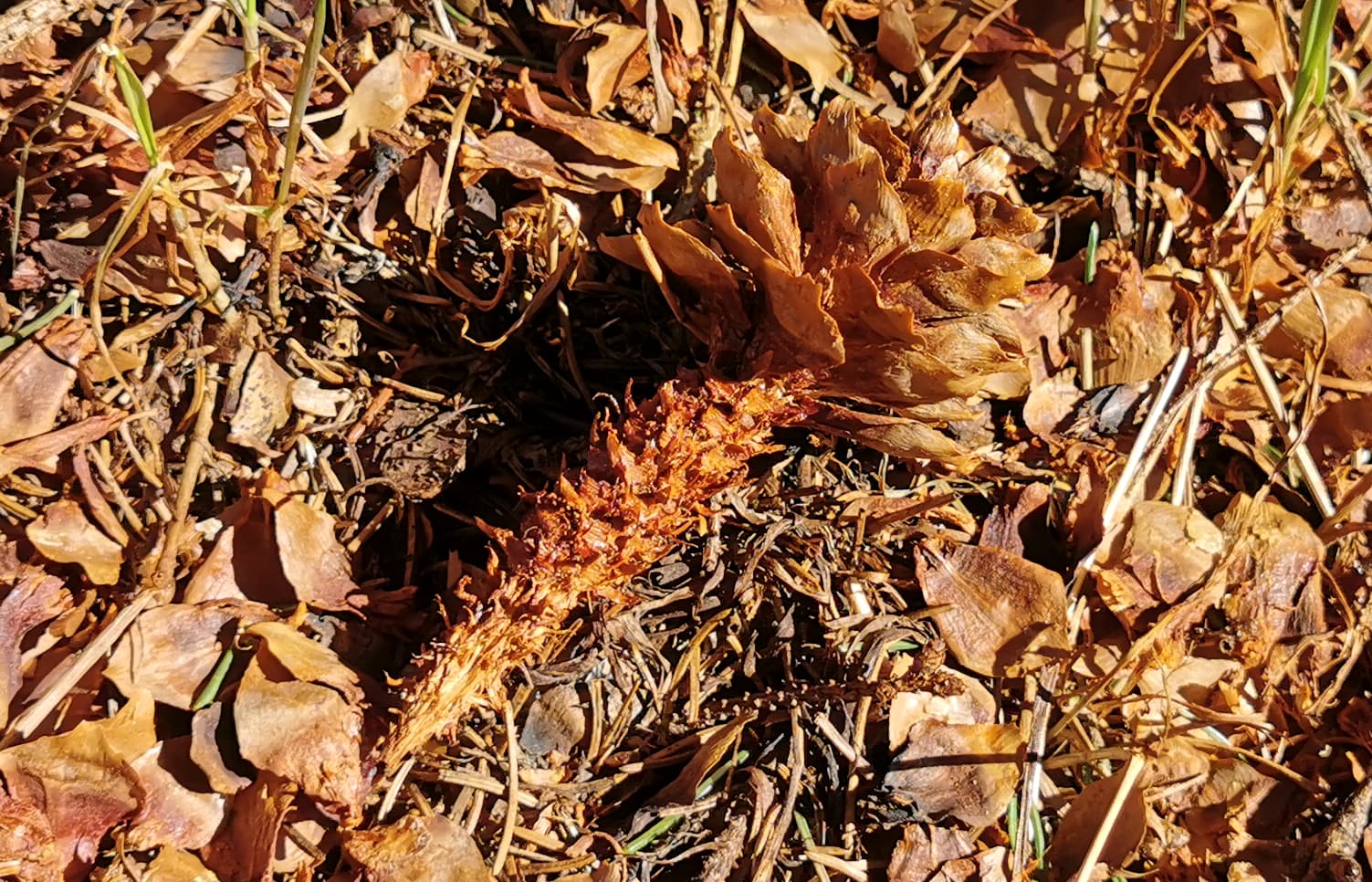 Grankotte som en ekorre har ätit på.