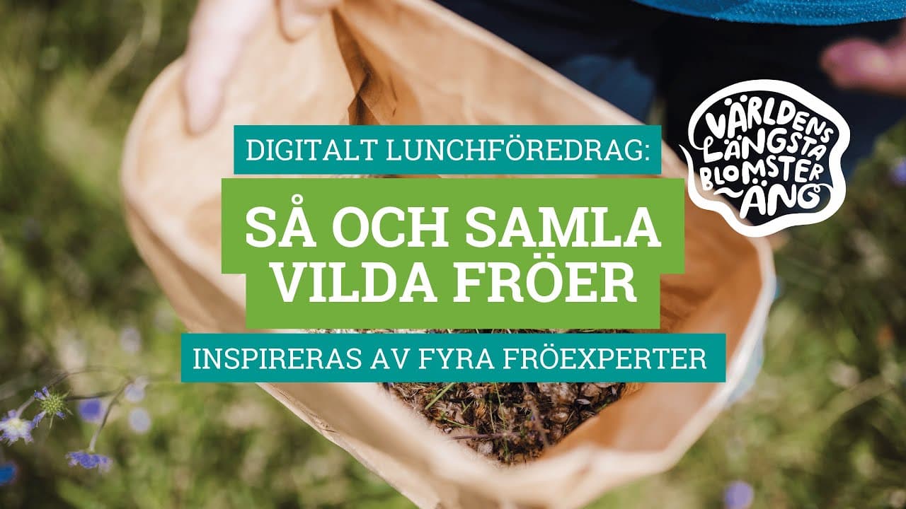 Bild från youtube-video