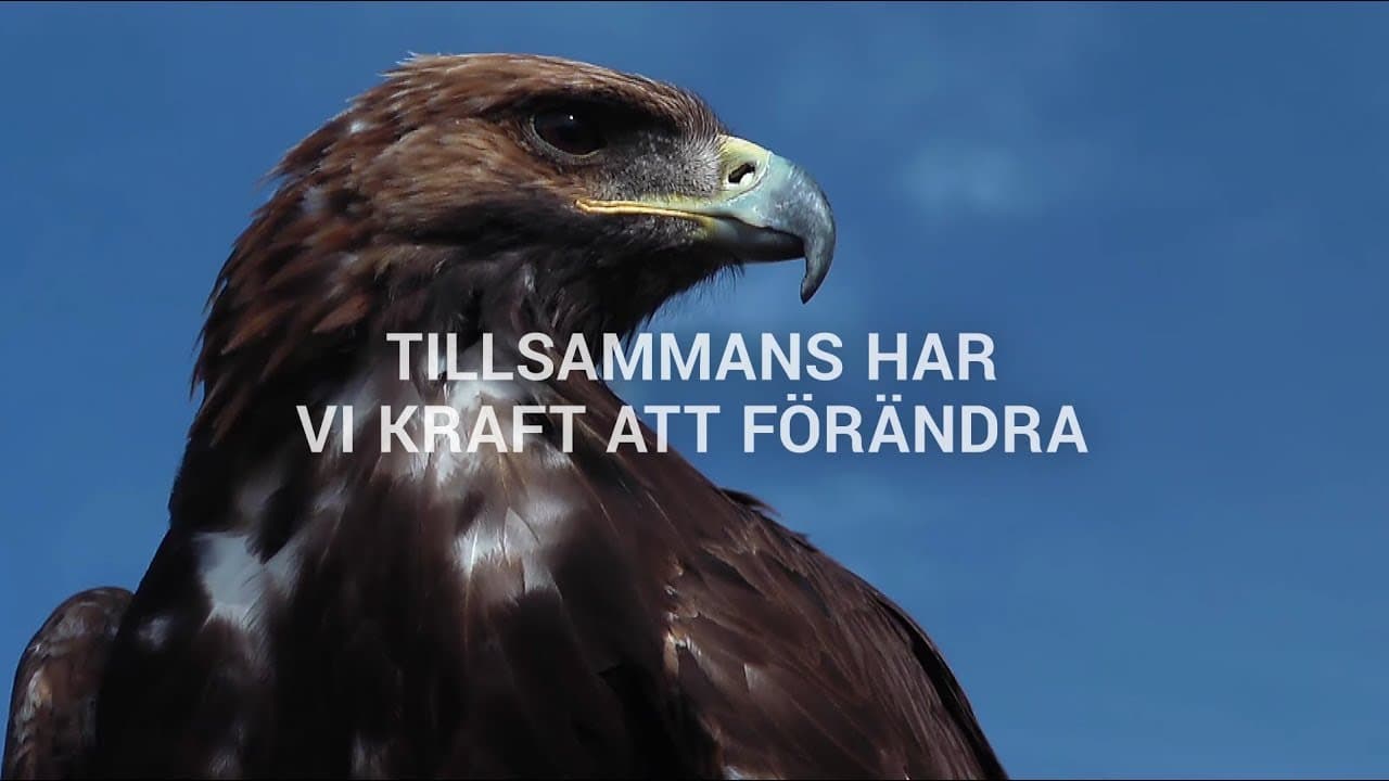 Bild från youtube-video