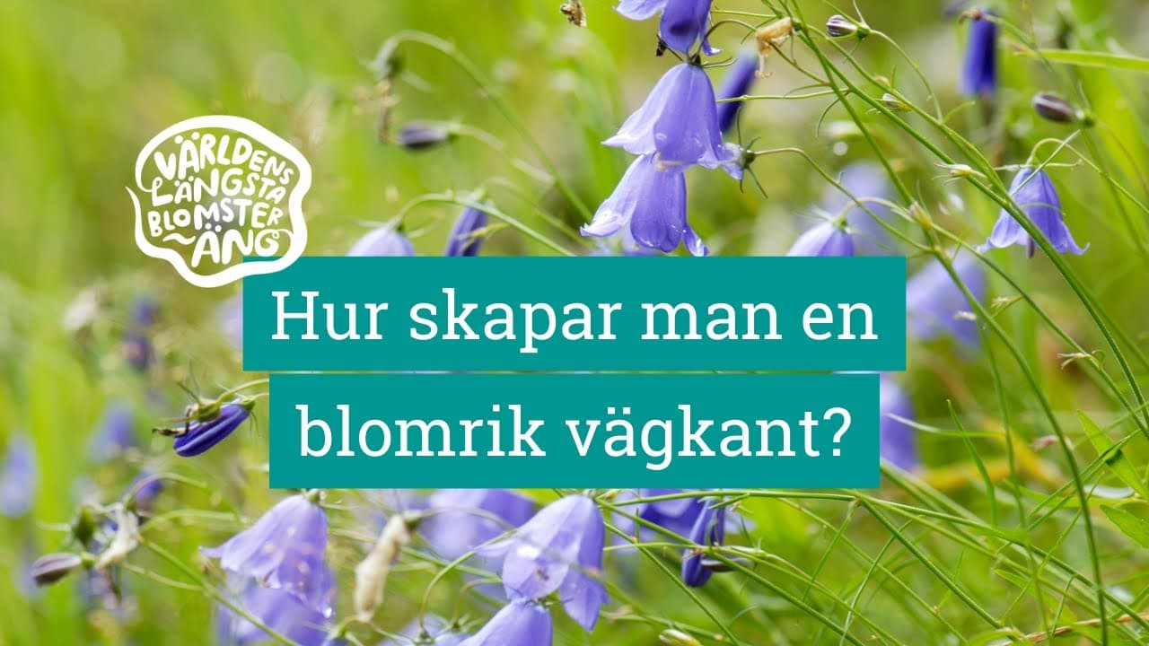 Bild från youtube-video