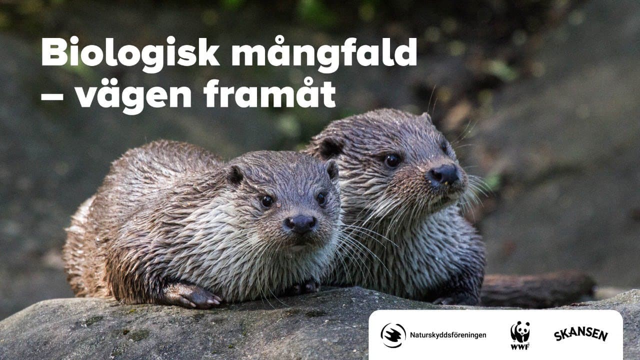 Bild från youtube-video