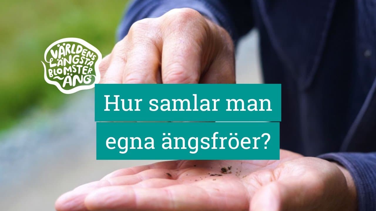 Bild från youtube-video