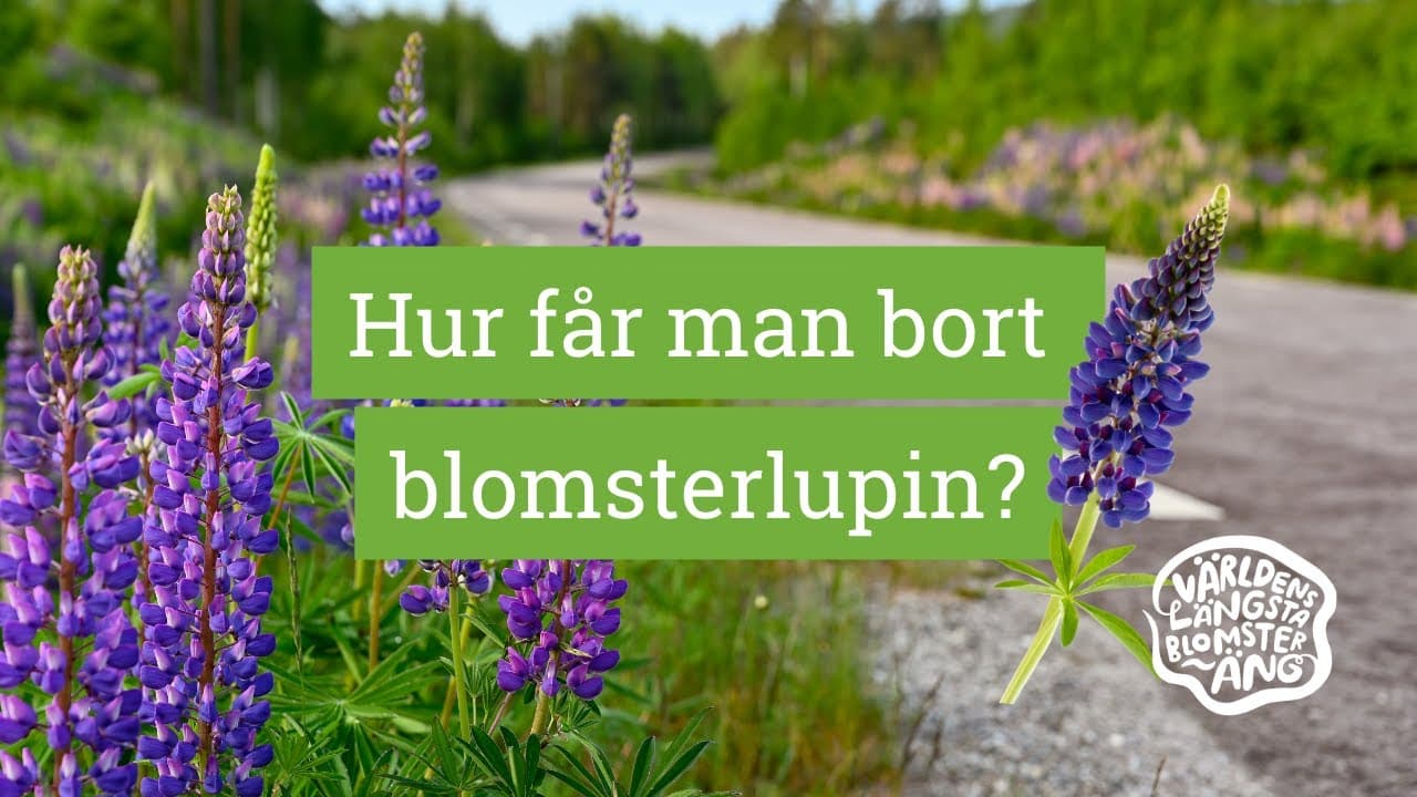 Bild från youtube-video