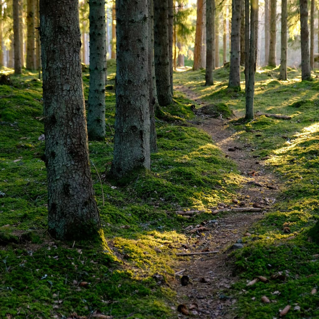 skogsstig