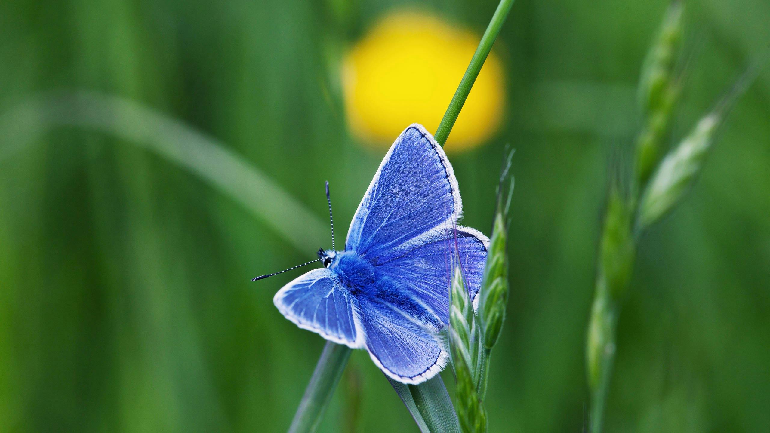 Puktörneblåvinge, blå fjäril på grässtrå.