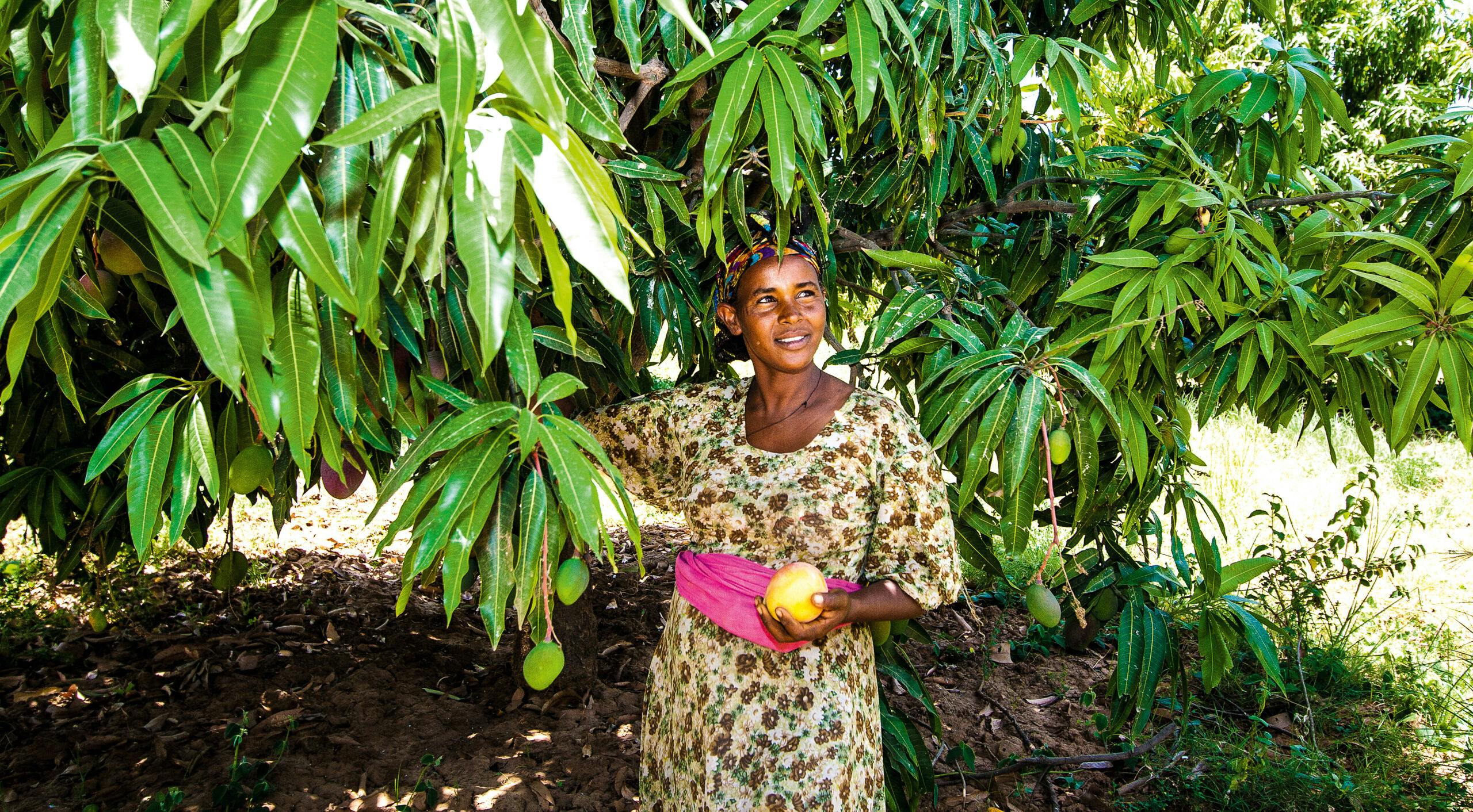 Odlaren Haregwa Gobegay har lyckats förvandla en stenig ravin i norra Etiopien till en ekologisk fruktträdgård med nära 7 000 mangoträd. Hon är en av de etiopiska småbrukare som tillsammans med vår samarbetsorganisation, Institute for Sustainable Development (ISD), lyckats vända utvecklingen i området. https://staging.naturskyddsforeningen.se/nyheter/fran-stenig-ravin-till-ekologisk-frukttradgard
