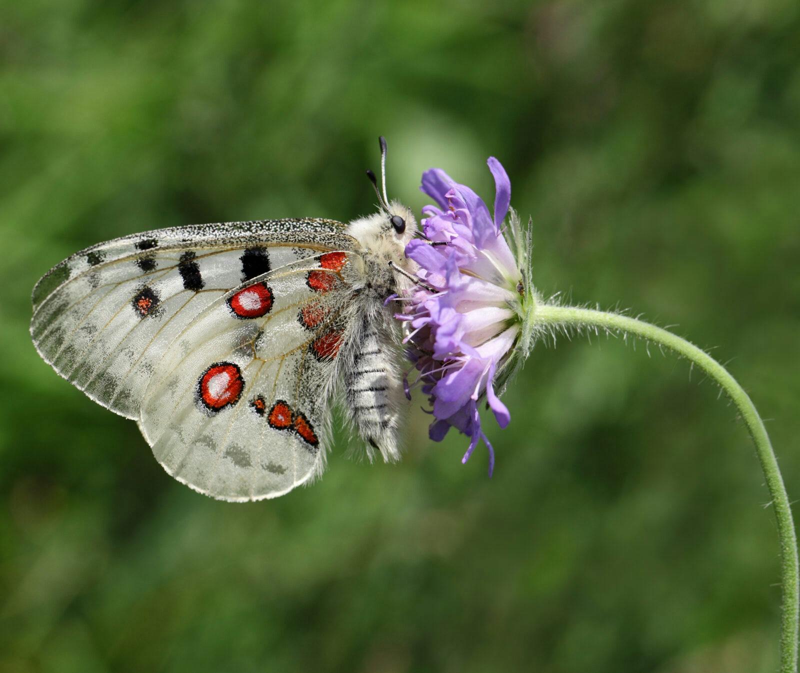 "Pincushion Flower, Animal, Animals And Pets, Apollo Butterfly, Butterfly, Day, Endangered Species, Flower, Flowers", Insect, Insects, Mountain Apollo, Nature, One Animal, Outdoors, Scabious, Side View, Single Flower, Sucking, Wild Animals, Wildflower, apollofjäril, fjäril, apollo, blomma, biologisk mångfald, insekt, pollinering, fridlyst,
