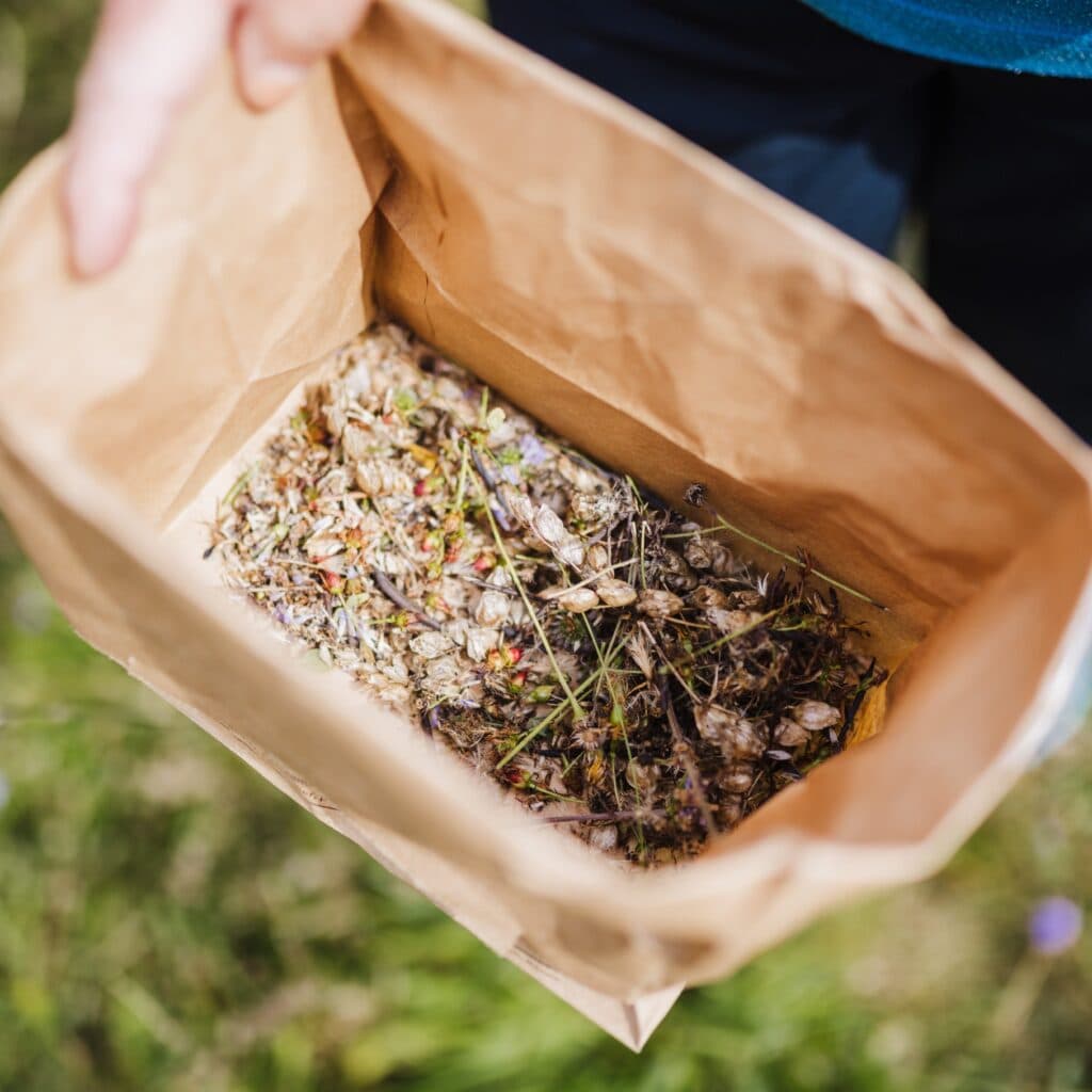 Närbild på fröer.