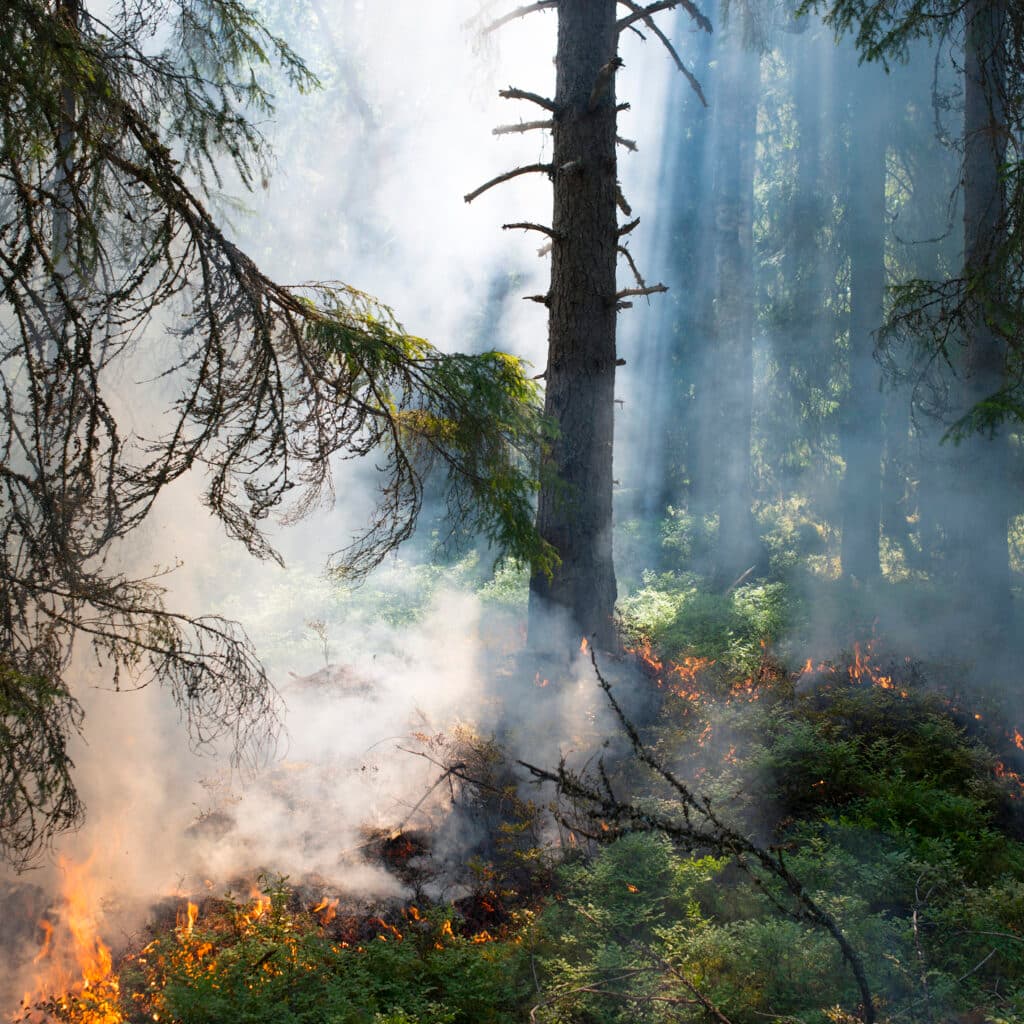 Skogsbrand