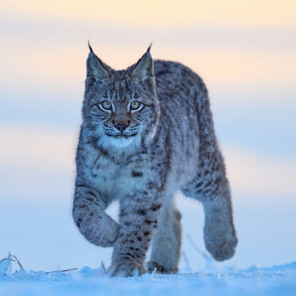 Naturskyddsföreningens verksamhetsberättelse och årsredovisning 2023